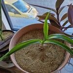 Albuca bracteata List