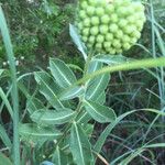 Asclepias viridiflora आदत