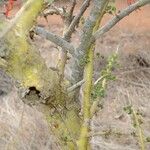 Commiphora schimperi Bark