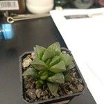 Haworthia mutica Hoja