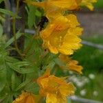 Tropaeolum leptophyllum Flower