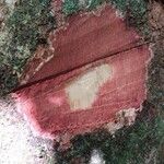 Parinari excelsa Casca