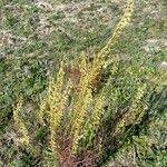 Reseda stricta Flower
