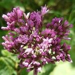 Adenostyles alpina Květ