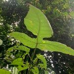 Macaranga hypoleuca Frunză