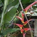 Heliconia collinsiana Frukt