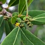 Azara uruguayensis Blomma