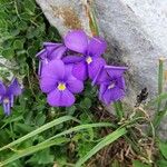 Viola cenisia Kwiat