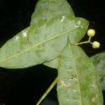 Faramea occidentalis Frugt