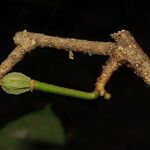 Caloncoba flagelliflora Flor