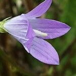 Campanula rapunculus Kwiat