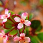 Boronia parvifolia