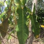 Philodendron billietiae Hoja