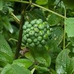 Smilax herbacea ഫലം