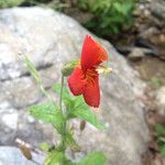 Mimulus cardinalis Hábito