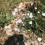 Gypsophila elegans Kwiat