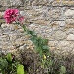 Centranthus ruber Blatt