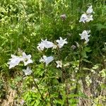 Campanula tracheliumКветка