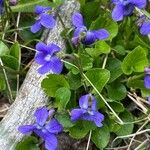 Viola adunca 整株植物