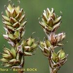 Carex heleonastes Frukto