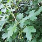 Ribes aureum Leaf