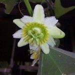 Passiflora biflora Flor