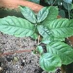 Fuchsia regia Leaf