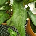 Aglaonema robeleynii برگ