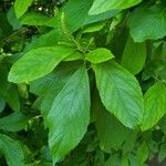 Clethra alnifolia 葉