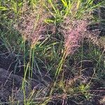 Sporobolus festivus Flower