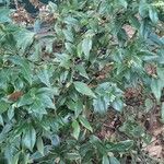 Sarcococca ruscifolia Vekstform