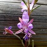 Epilobium dodonaei Φρούτο