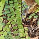 Asplenium trichomanes ഫലം