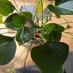 Philodendron davidsonii Folha