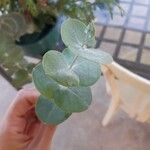 Eucalyptus pulverulenta Folha