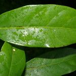 Pouteria izabalensis Leaf