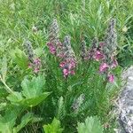 Pedicularis rostratospicata 花