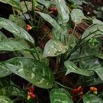 Aglaonema commutatum Folha