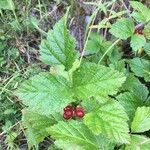 Rubus saxatilis 整株植物