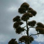 Agave americanaFlower