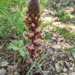 Orobanche amethystea Habit