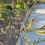 Salix gracilistyla Floare