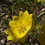 Potentilla hirta Квітка