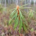 Ledum palustre Leaf