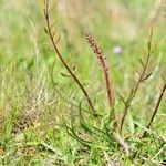 Triglochin bulbosa Habit