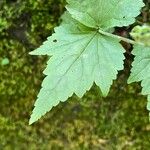 Mitella diphylla Folha