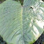Alocasia odora Leaf