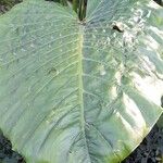 Alocasia odora Liść