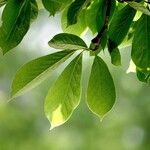 Magnolia kobus Blatt
