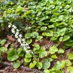 Galax urceolata Flower